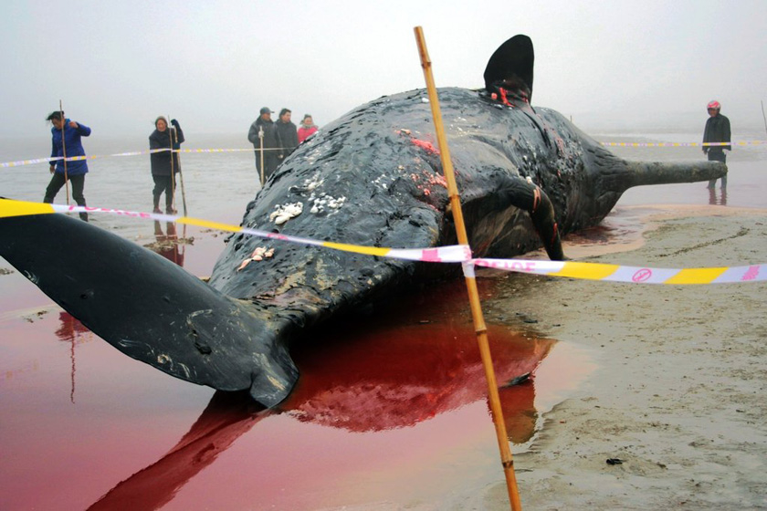 江苏搁浅鲸鱼死亡后遭人割肉