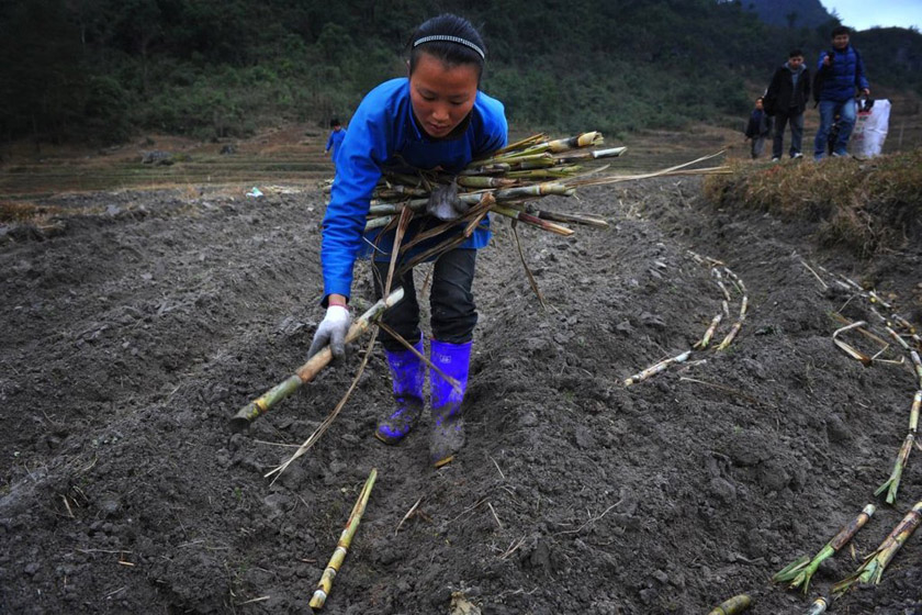 员留职带薪种甘蔗