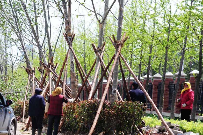 4月25日,青岛,种树人员在加固被大风吹歪的大树.