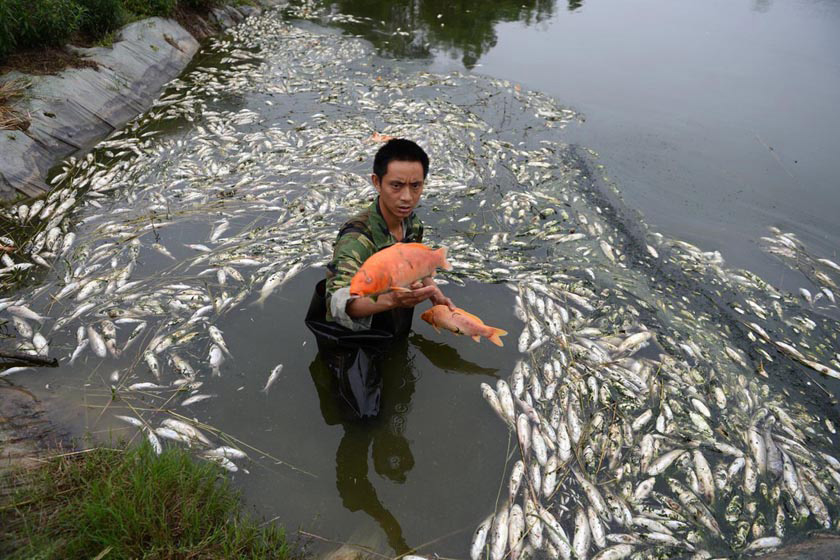 鱼塘死鱼数千斤 疑为泡菜厂污水所致