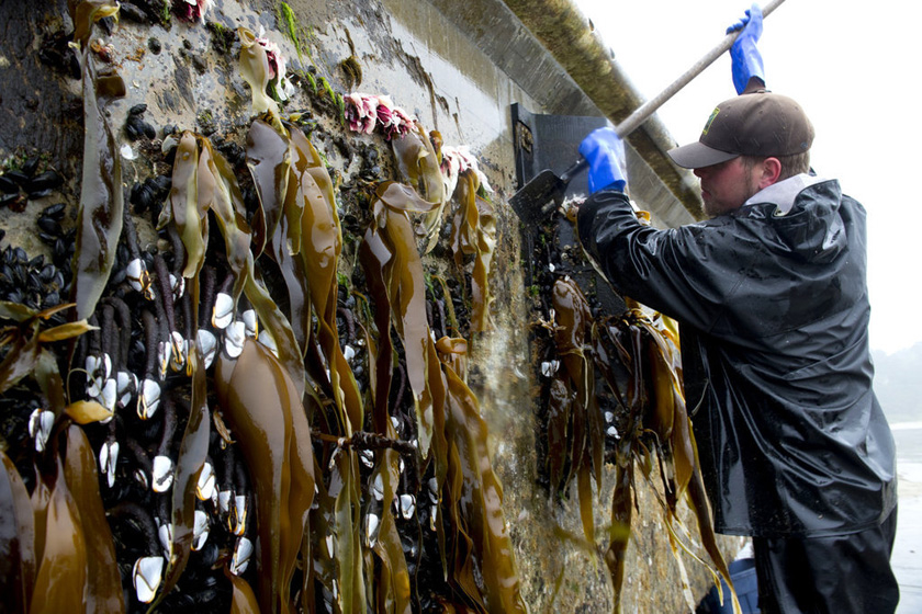 日本海啸中遭冲毁码头漂流至美西海岸_图片频道_财新网
