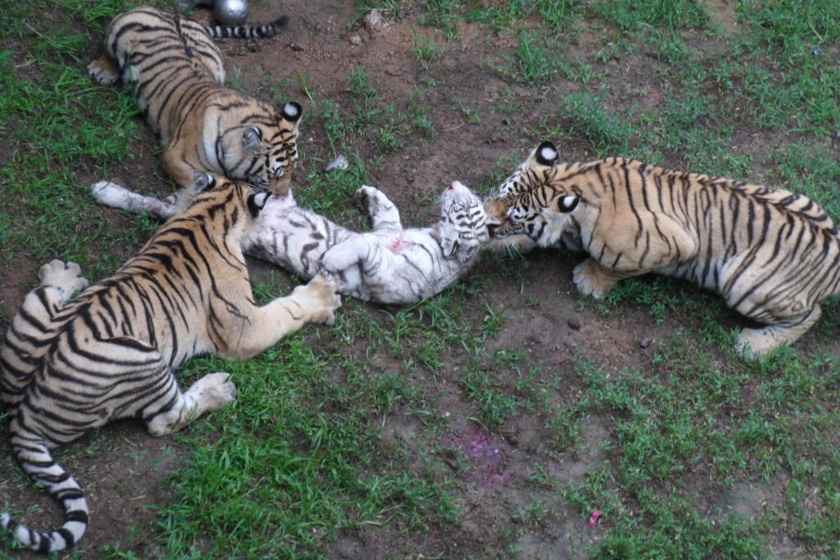 山东威海动物园三只老虎咬死同类