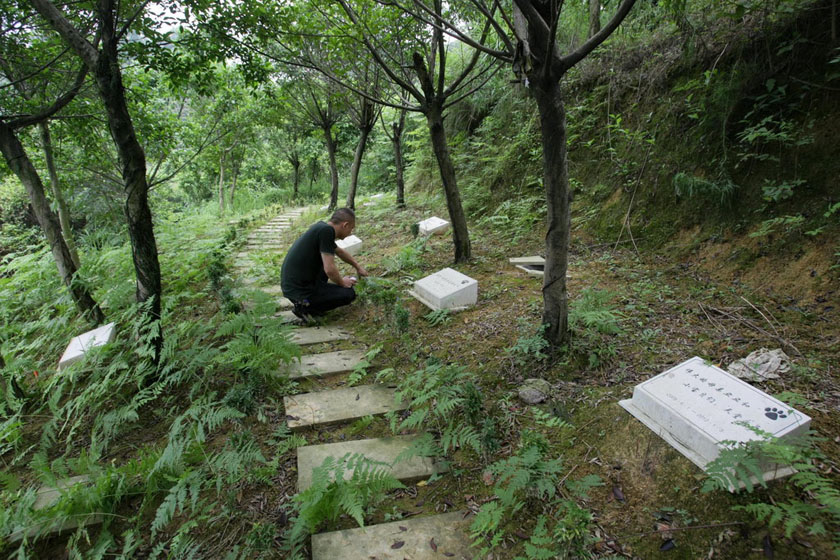 重庆渝北建宠物公墓