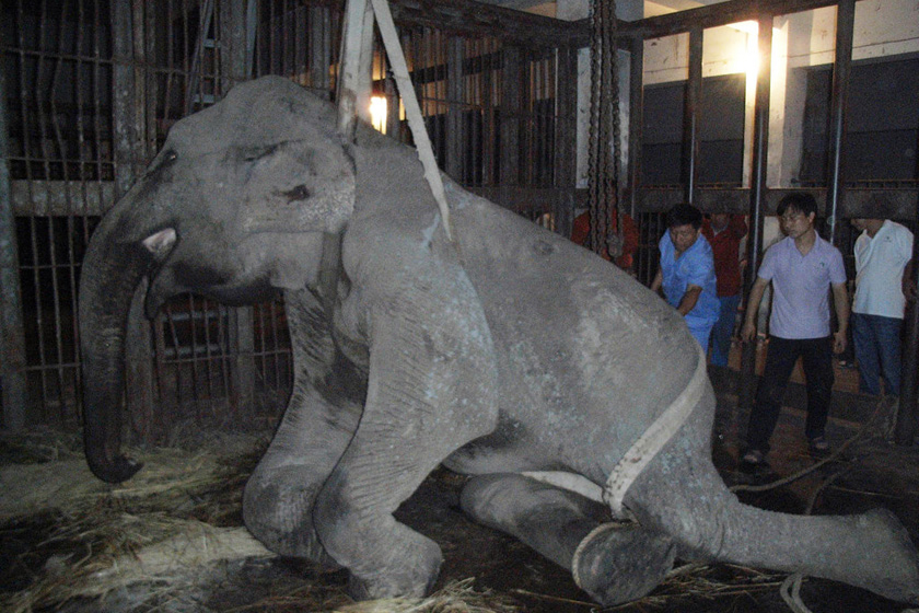 西安第一头大象患病去世