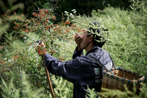 2012年9月,昆明,采药路上饿了,肖兴明就吃一些"火把果"充饥.