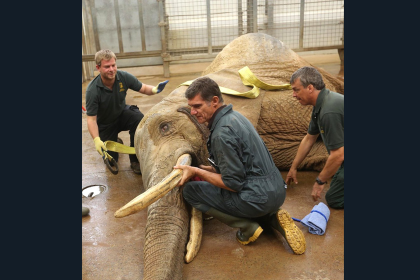 英国大象接受世界最大白内障切除手术