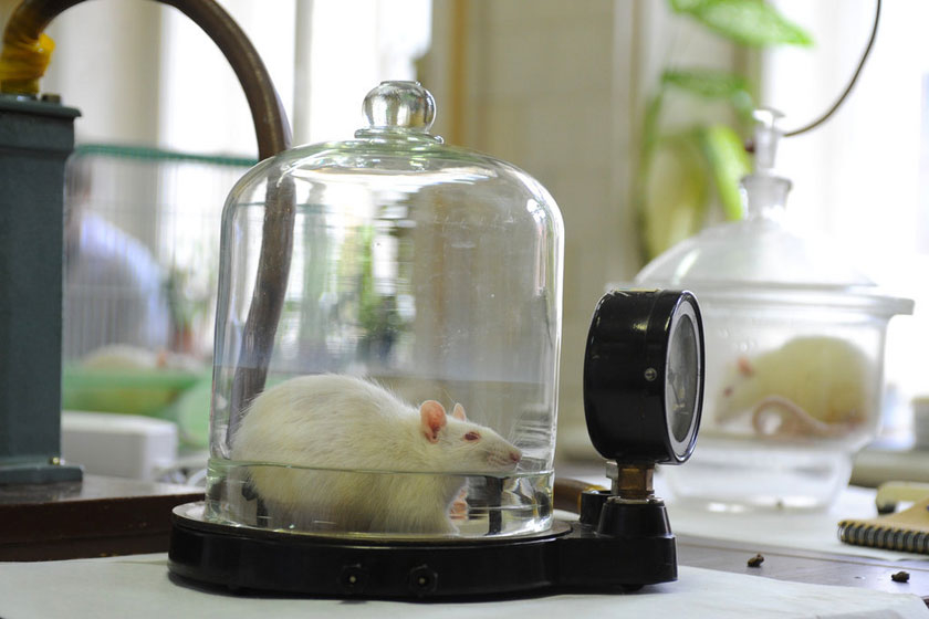探秘小白鼠的实验室生活_图片频道_财新网