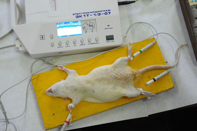 探秘小白鼠的实验室生活