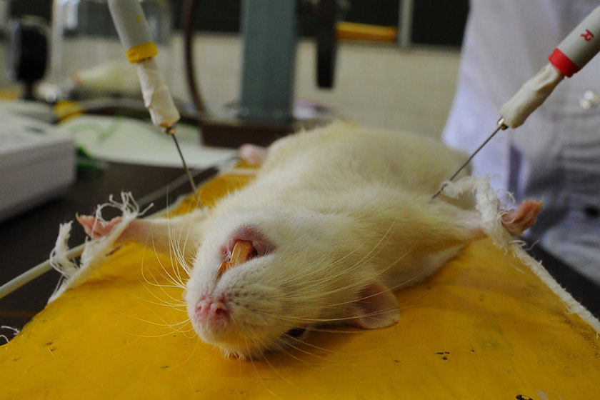 探秘小白鼠的实验室生活