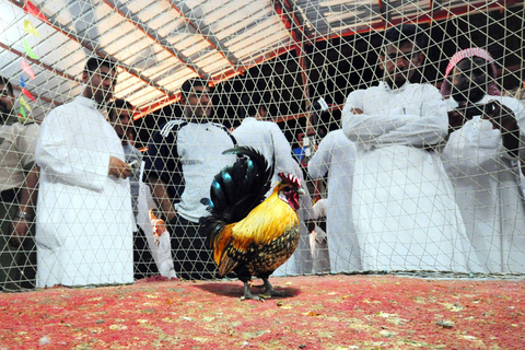 2008年5月2日，沙特Qatif，沙特举行公鸡选美大赛。   东方IC