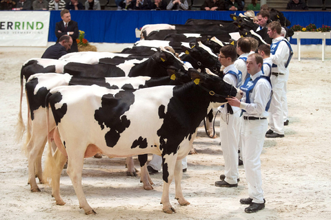 2010年2月25日，德国北部，德国北部Verden举办第37届奶牛选美活动，200头来自Saxony和Lower Saxony的最美丽奶牛参加竞选。   STEFAN SIMONSEN/东方IC