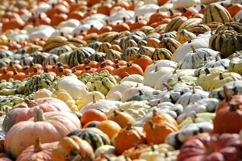 2010年9月12日，德国Hassloch假日公园，各种南瓜摆放着，参加竞赛。全德国有23名参加者进行这次南瓜“选美大赛”，而长得“最漂亮”、最重的南瓜将获胜，而奖金是3200欧元。  Ronald Wittek/东方IC