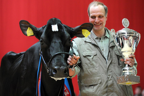 2012年3月14日，德国奶牛选美大赛冠军得主正式揭晓，一头6岁的黑色奶牛从180名选手中脱颖而出。 Ingo Wagner/东方IC