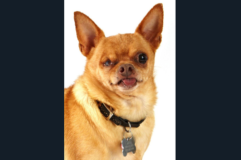 2012年6月25日，英国，2012世上最丑狗狗选美。  东方IC