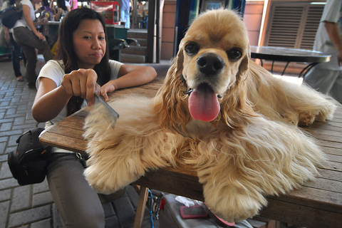 2012年8月27日，菲律宾，首度马尼拉的爱狗人士举办了第八届狗狗选美大赛。  Ezra Acayan/东方IC