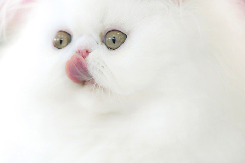 2012年9月29日，罗马尼亚布加勒斯特，国际猫咪选美大赛举行。  Vadim Ghirda/东方IC