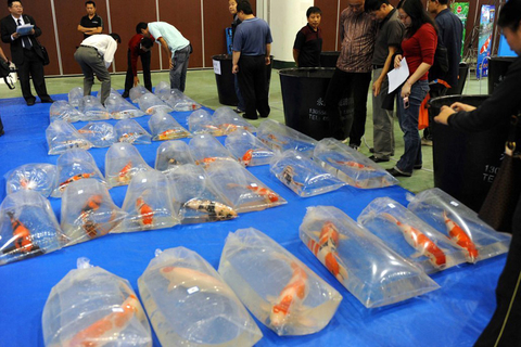 2009年11月13日，福建厦门国际会展中心，一场全国最高规格的锦鲤鉴赏会举行，超过200条的锦鲤，从全国各地“游”到厦门来“选美”，而最后进入“选美”决赛的45条锦鲤，则被装进充有氧气的塑料袋，依身长不同，整齐地排列在地上，接受专家的评判。    杨戈/东方IC