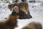 德国八旬老人与狼共同生存40年