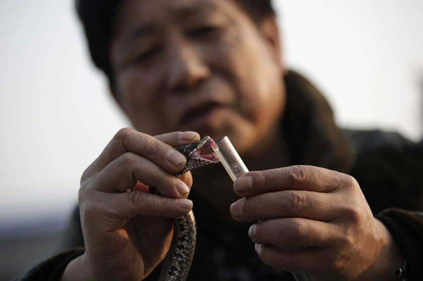 春节特辑:探秘中国第一蛇村