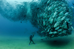美国摄影师三年终拍到鱼群求偶图