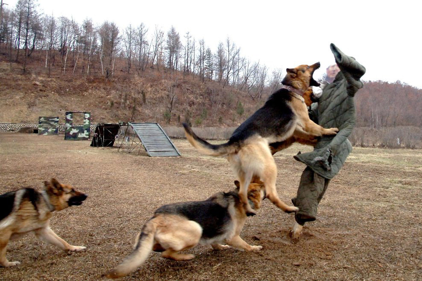 朝鲜士兵带军犬训练 放狗撕咬"韩国防长"_图片频道_财