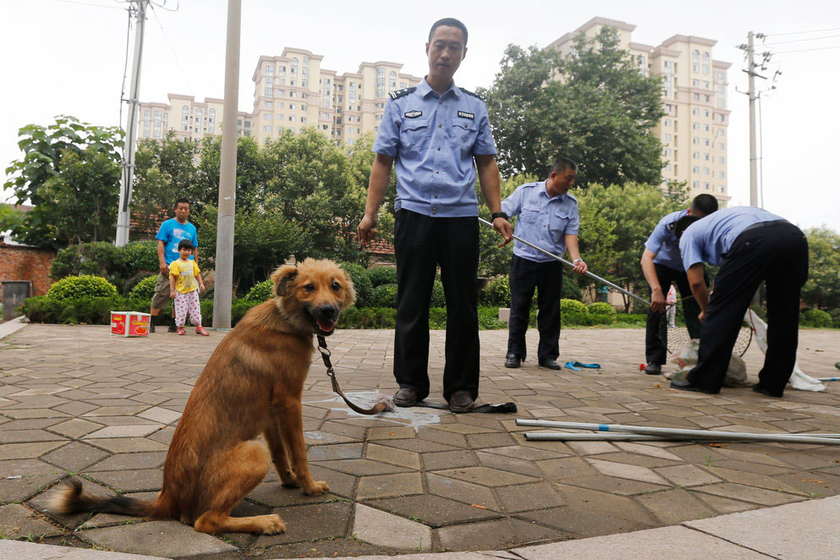 青岛民警街头抓捕流浪狗_图片频道_财新网