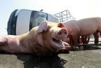 最新研究：基因编辑猪有望成为人的器官来源