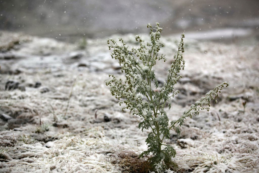 新疆八月飞雪 游客打雪仗