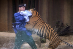 澳大利亚驯兽师遭老虎突袭 多处被咬穿身受重伤