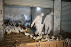 H7N9禽流感今冬疫情为何显著上升 