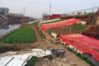 南京一河堤变身“开心农场”