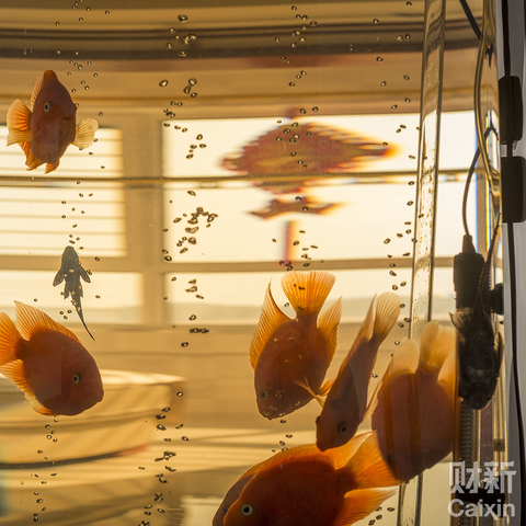 过年之前，爸爸又往鱼缸里添了几条红色的鹦鹉鱼。因为之前鱼死的就剩两条了，过年太显冷清，就添了几条。鹦鹉鱼极便宜，十块上下。妈妈不让他买贵的鱼，怕养死了心疼。用爸爸的话说，买几条鱼，颜色鲜艳带点喜气就够了。他们还买了中国结，上面缀着对称的两条金鱼。爸爸有的时候搬把椅子坐在鱼缸前看鱼，他说不知道为什么，看看鱼心里面顿时就像这水一样透亮了。 杜广磊/财新记者