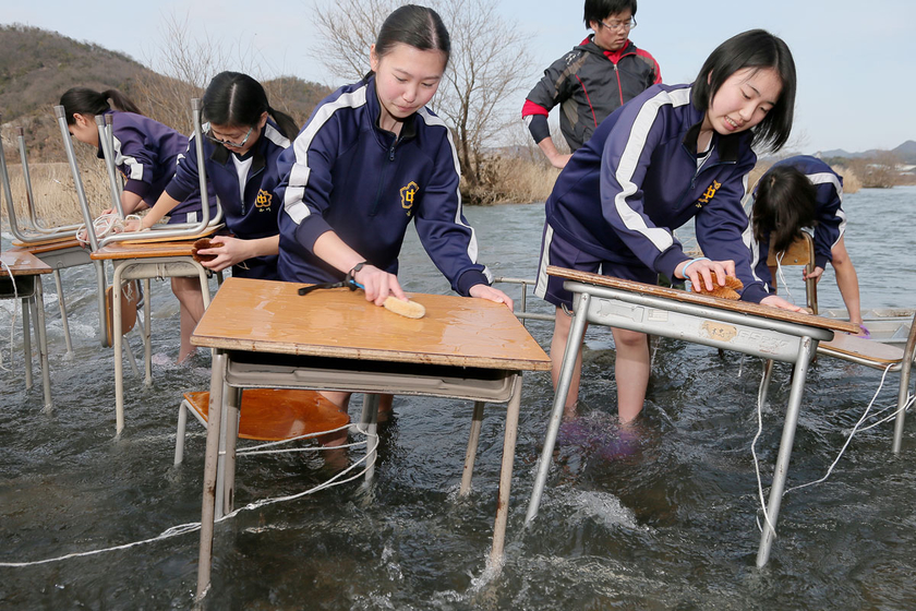 冰冷河水中 两百名日本初中生清洗桌椅