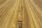 小麦如何走向全球，成为人类的主粮 