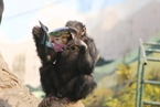 重庆永川野生动物园的黑猩猩看书“充电”