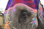 尼泊尔举行大象选美比赛 “佳丽”齐争艳