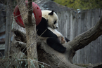 旅美大熊猫“宝宝”启程回国 动物园举办告别活动
