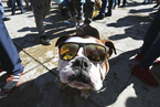 墨西哥950只英国斗牛犬聚会 试图创造世界纪录