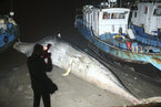 上海浦东附近海域发现一死亡鲸鱼 