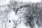 日本一滑雪场发生雪崩 6名高中生心肺功能停止