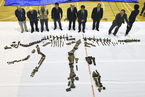北海道发现日本最大恐龙骨骼 或系新物种