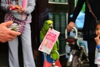 郑州一岁鹦鹉是“财迷” 能辨别纸币面值大小