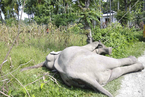 印度一大象误入农田 不幸触电死亡