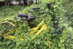 深圳多辆小黄车被弃绿化带 近乎被藤蔓“吞没”