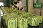日本特产方形西瓜上市 标价超过90美元