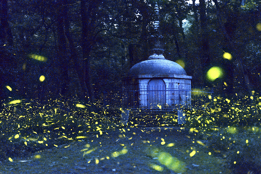 南京灵谷寺萤火虫夏夜飞舞 似点点繁星