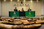 香港海关破30年来最大象牙走私案 