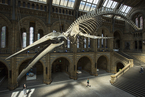 英国自然历史博物馆展出126岁蓝鲸骨骼 场面壮观