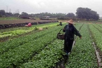 “双台风”致福建泉州强降雨 菜农冒雨抢收蔬菜 