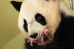 旅法大熊猫“欢欢”产下幼子